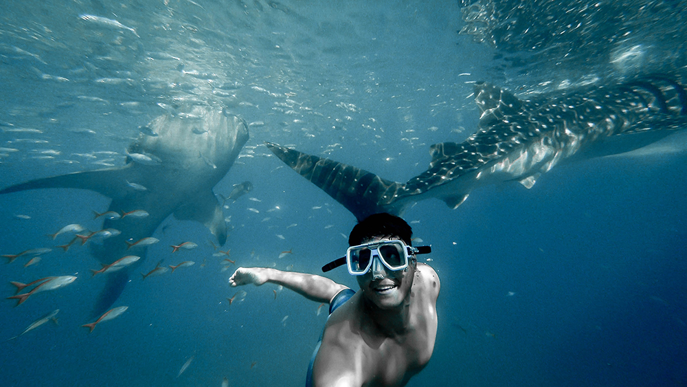 Diving in the Philippines with sharks
