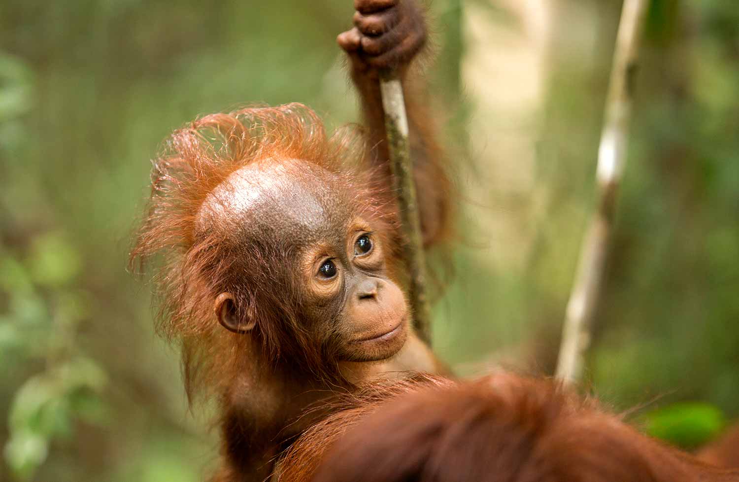 Things to do on Borneo
