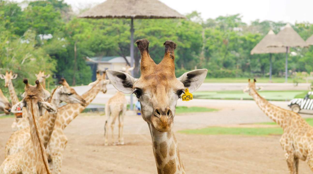 zoo safari park in bangkok