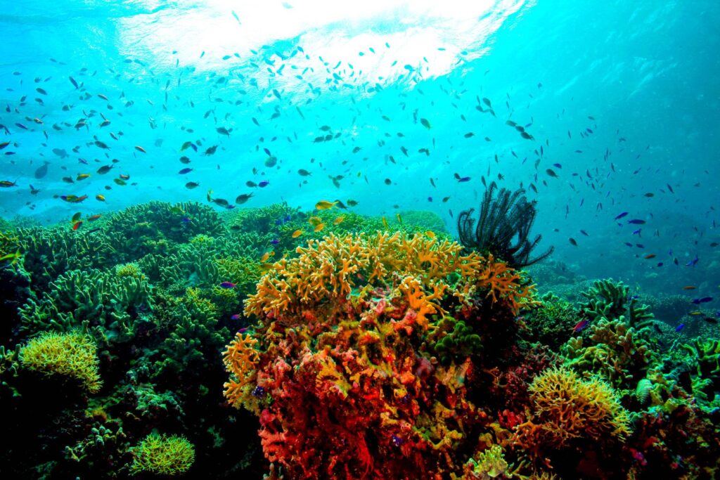 Tubbataha Reef, El Nido, Palawan