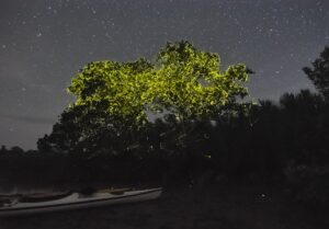 Excursion to the fireflies on the island of Palawan