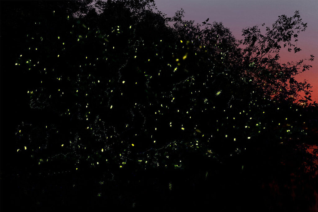 View fireflies on Palawan island, Philippines