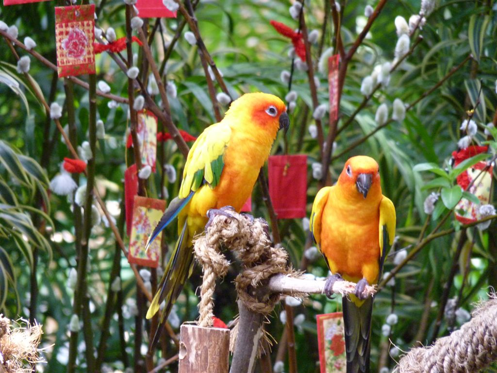 Птичий парк Bird Paradise в Сингапуре