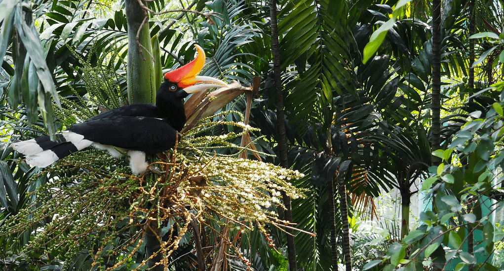 Bird park in Kuala Lumpur, Malaysia