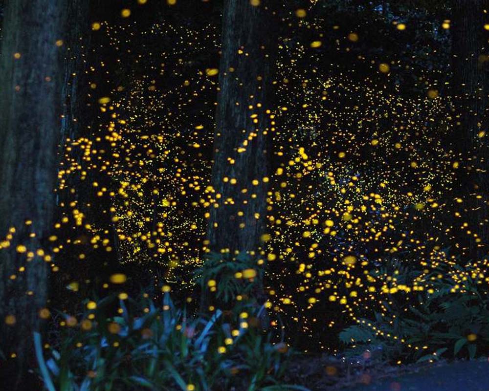 Firefly park in Kuala Selangor