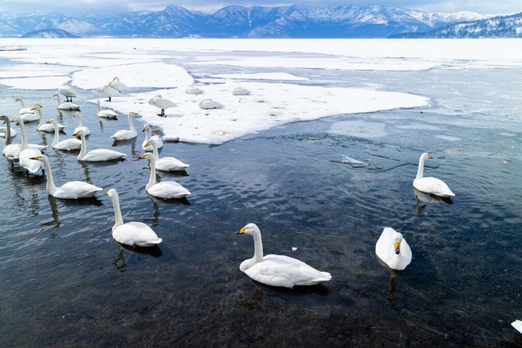 Лебеди на озере Акан в Японии