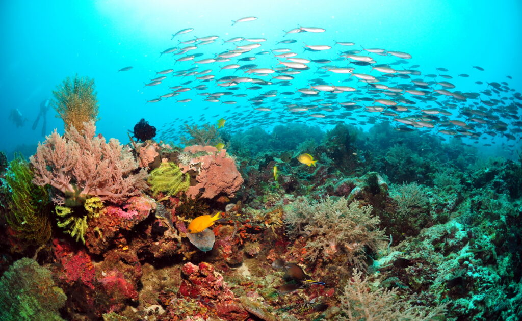 Best Dive Sites in the Philippines to Check in 2024
