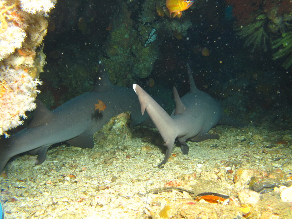 Дайвинг с акулами, Малапускуа, Филиппины