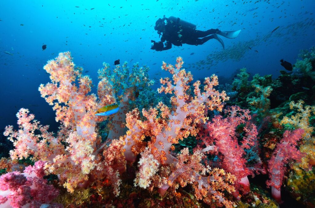 Diving in Koh Samui in coral reefs