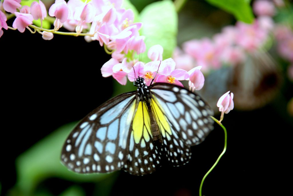 Butterfly in Kuala Lumpur park