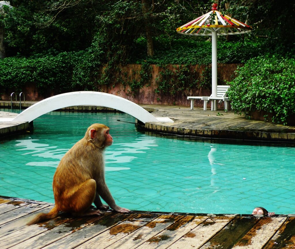 Как вести себя на острове обезьян в Хайнане