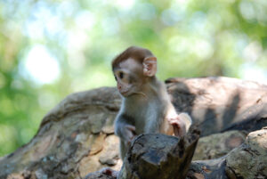 Остров обезьян Нанван в Китае