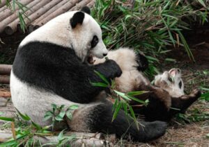 Парк панд в городе Чэнду (Китай)