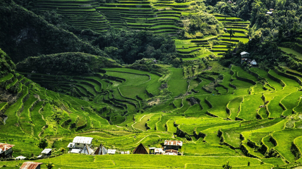 Рисовые террасы на Филиппинах