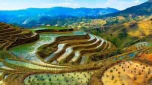 Rice terraces in the Philippine Cordillera