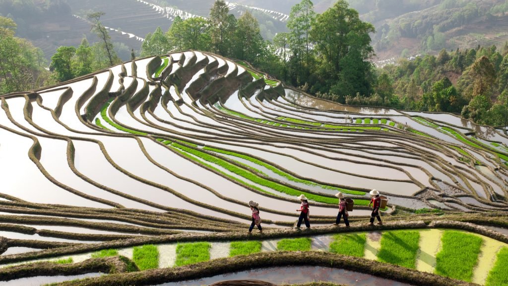 Rice fields in the Philippine Cordillera