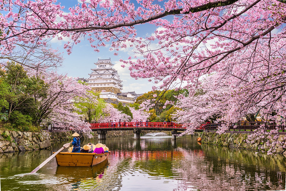 Цветение Сакуры в Японии