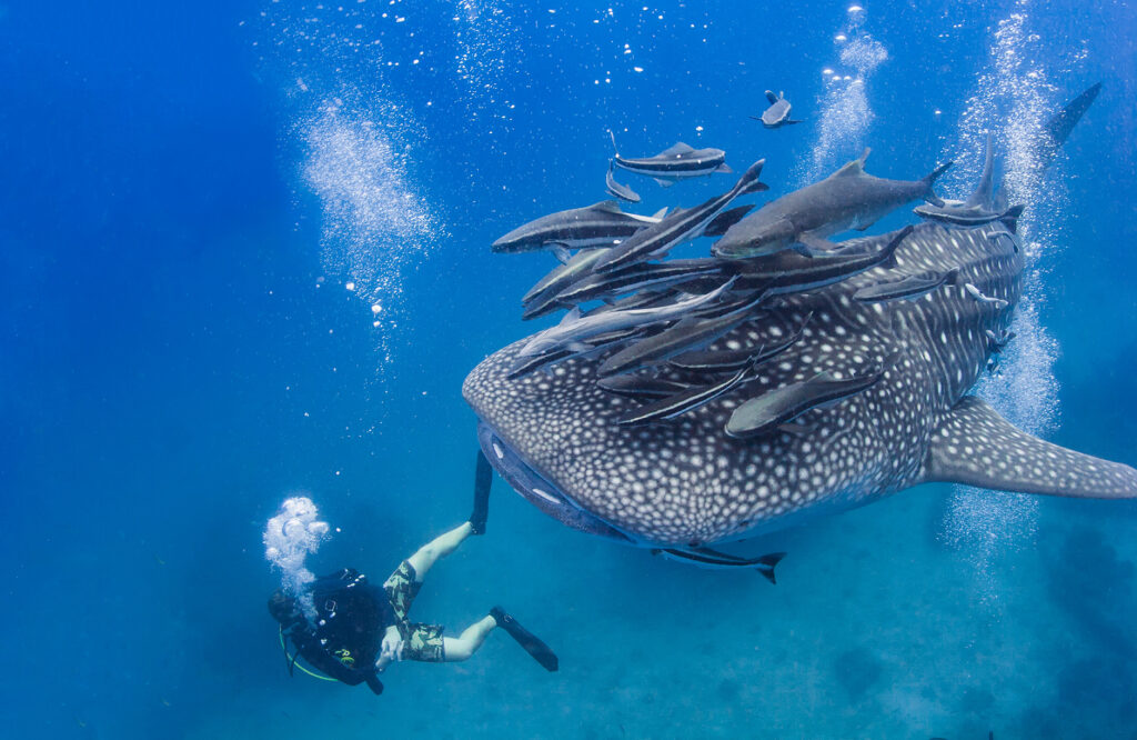 Swimming with whale sharks in the Philippines