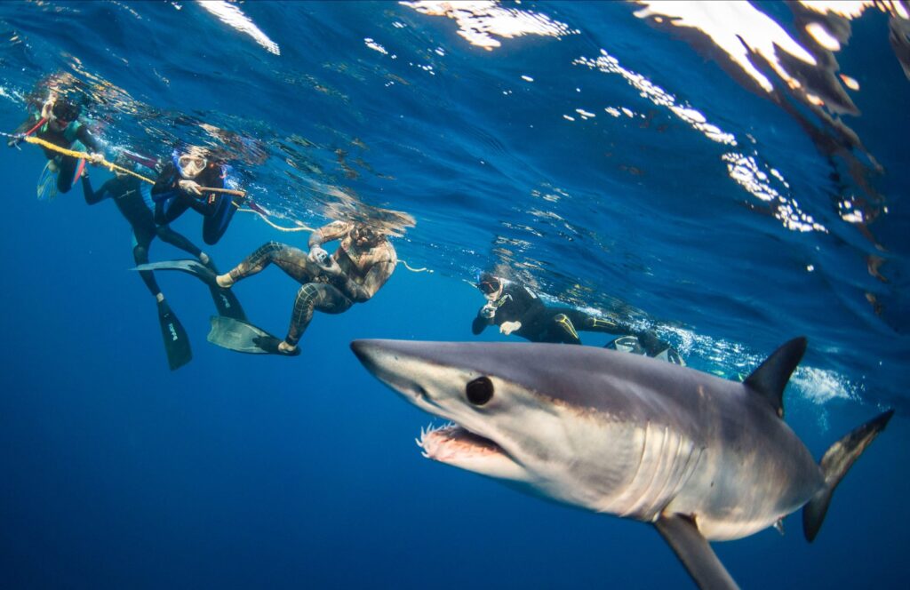 Купание с лисьими акулами на Филиппинах