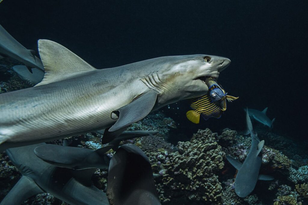 Dangerous gray shark in the Philippines