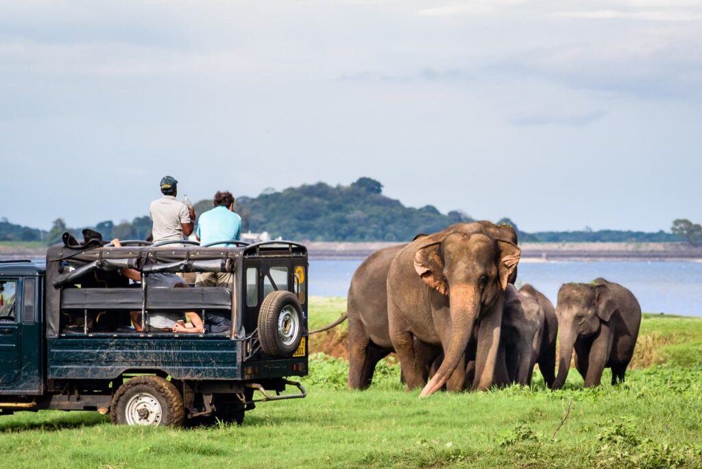 Сафари в национальном парке Ялы (шри-Ланка)