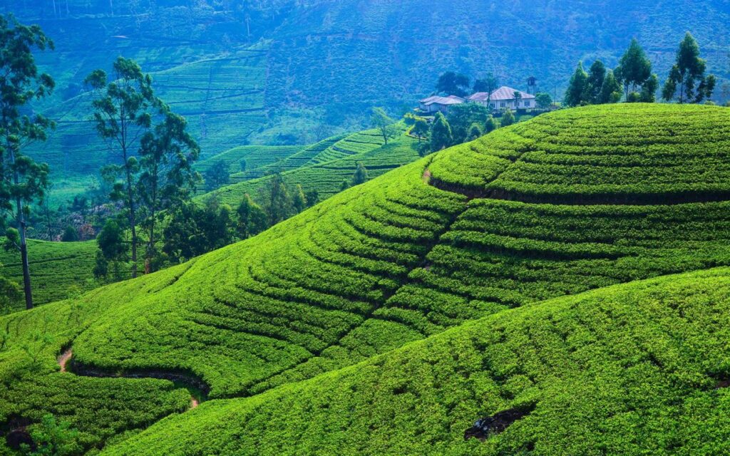 Чайные плантации в горах Шри-Ланки