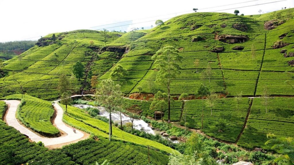 Tea plantations Nuwara Eliya (Sri Lanka)