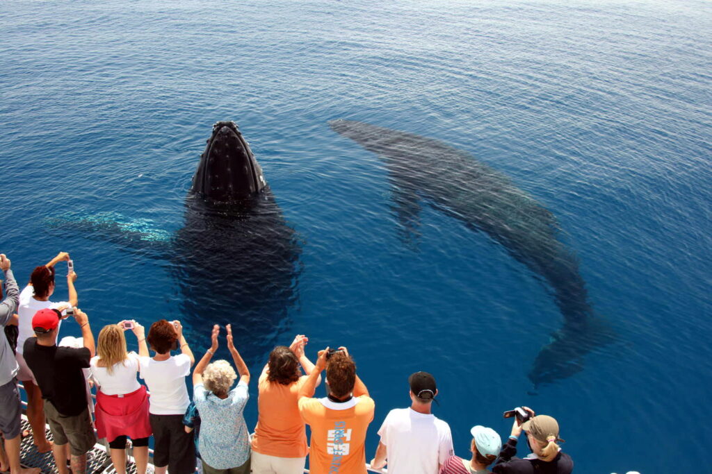 Whale watching excursions (Sri Lanka)