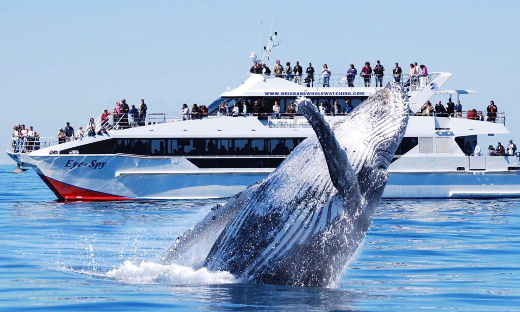 Сколько стоит экскурсия к китам на Шри-Ланке