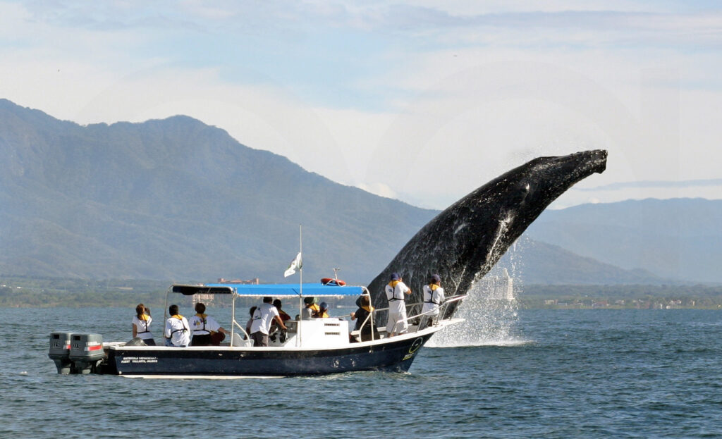 Где посмотреть китов на Шри-Ланке