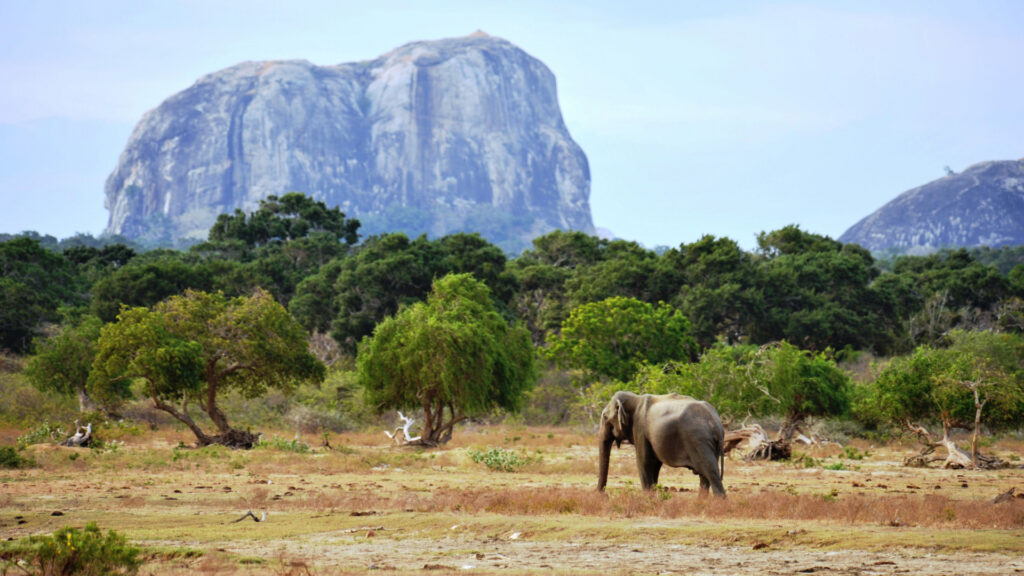 Minneriya Safari Park in Sri Lanka