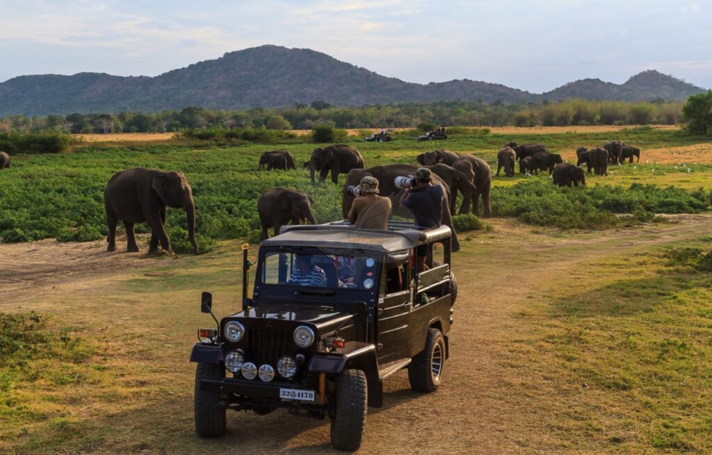 Jeep Safari in Yala Park (Sri Lanka)