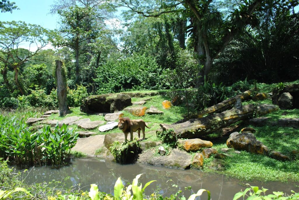 Животные в зоопарке Сингапура