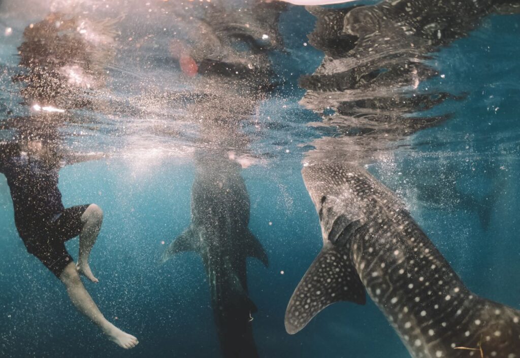 Cebu, Swimming with sharks