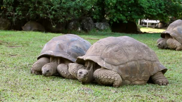 Черепахи на острове Маврикий