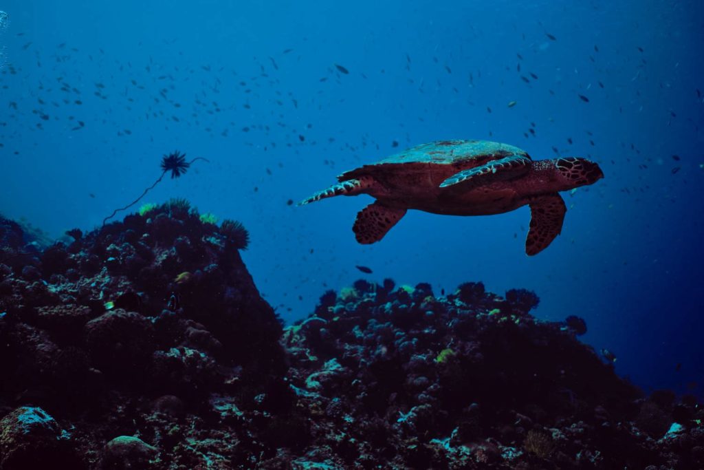 Остров Апо, черепахи