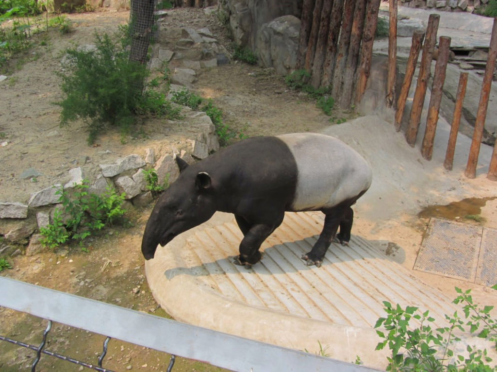 Зоопарк в Пекине
