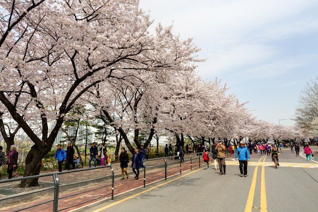 Цветение сакуры в Южной Корее