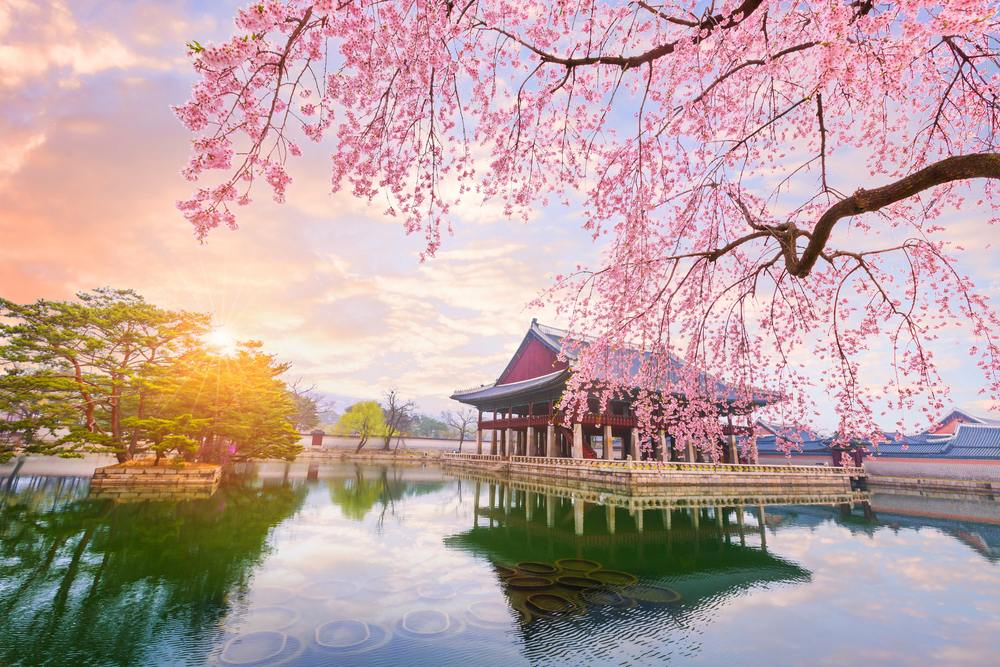 Цветение сакуры в Корее