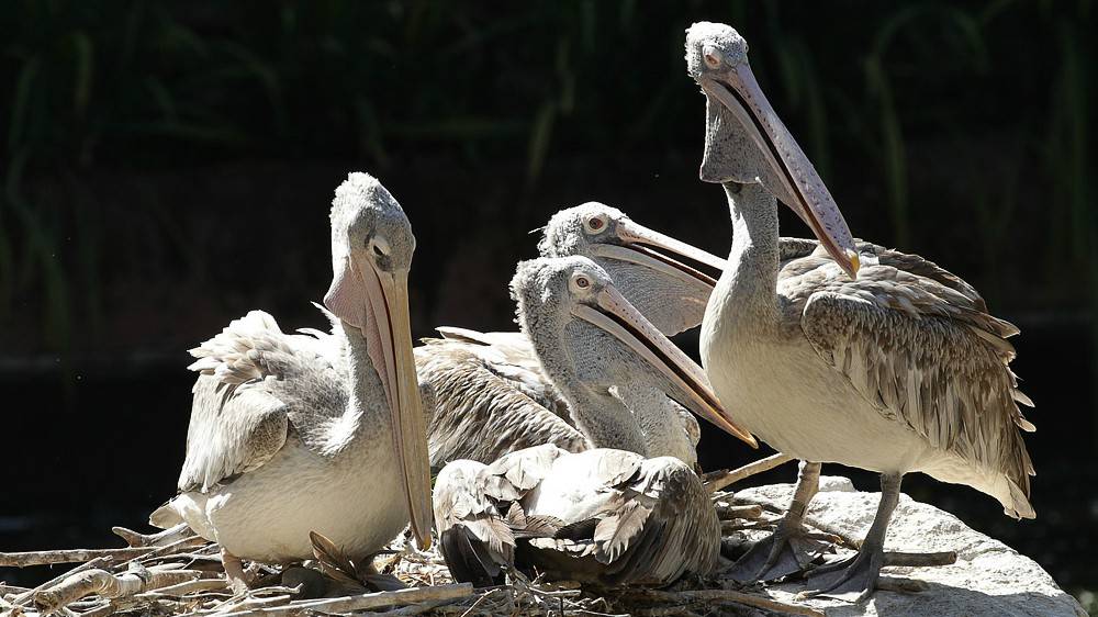 Pelicans at Jurong Bird Park