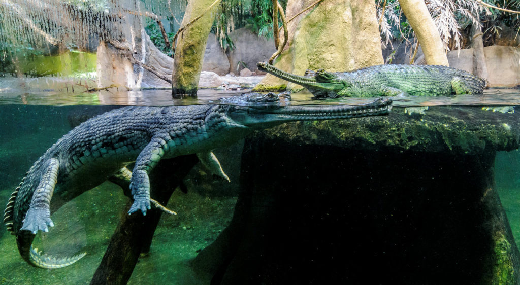Crocodiles in Praha Zoo