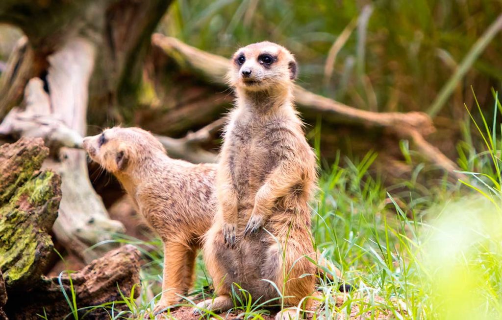 Meerkat at Great Rift Valley of Ethiopia in Singapore Zoo
