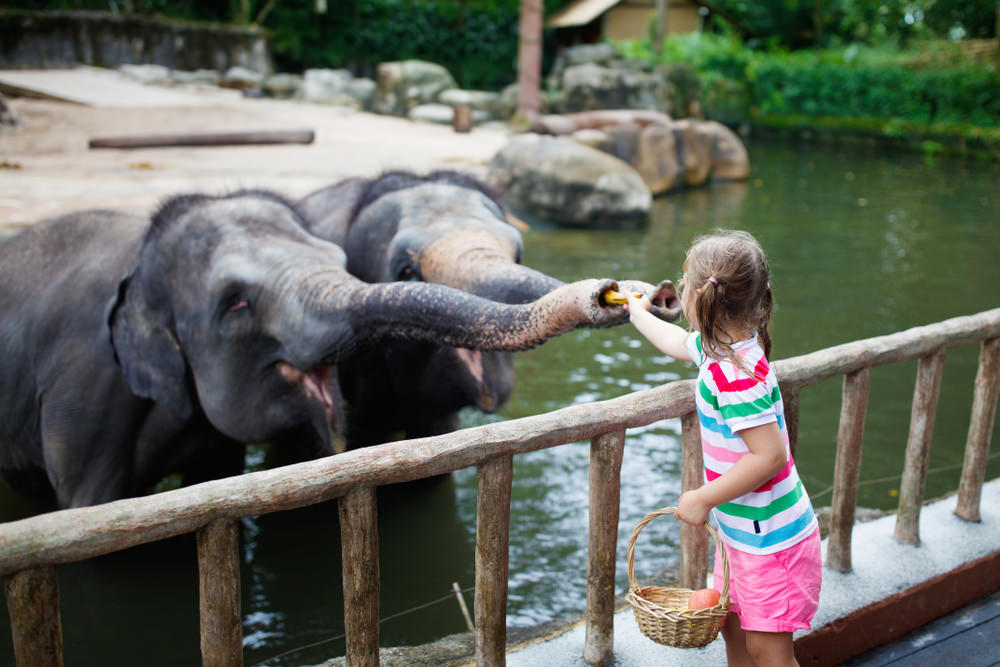 Elephants of Asia Area at Singapore Zoo