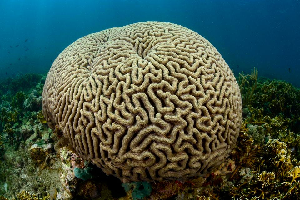 Brain Coral in Blue Bay park in Mauritius