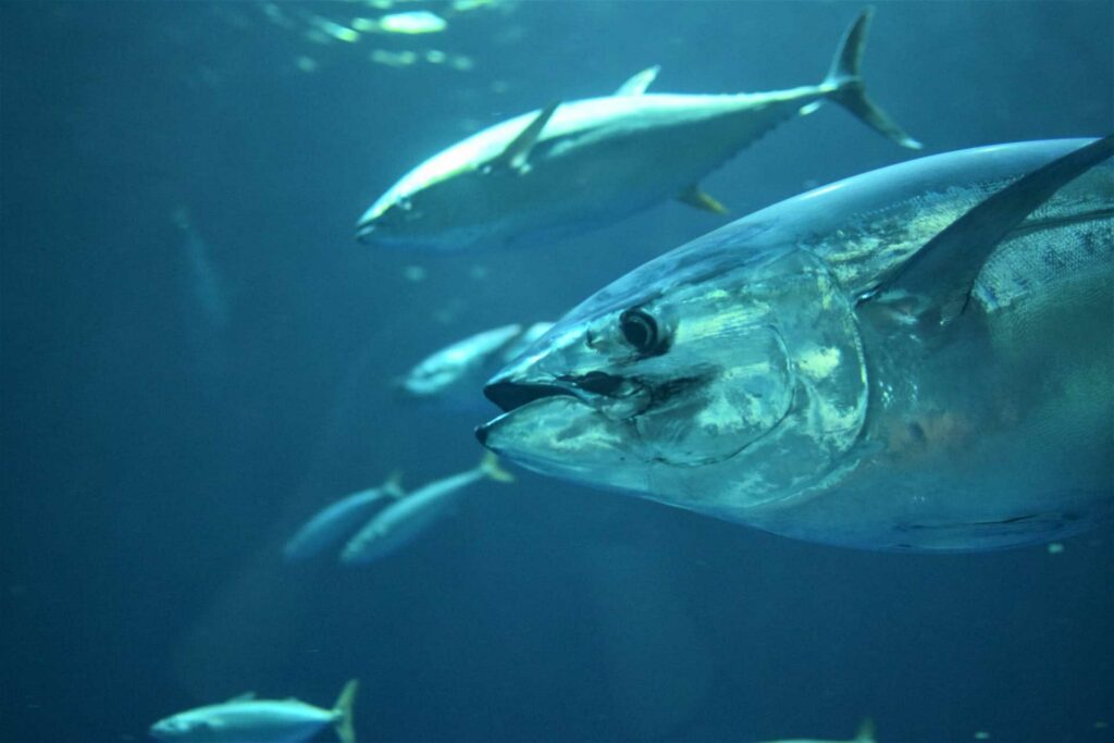 Tuna fishing in Mauritius
