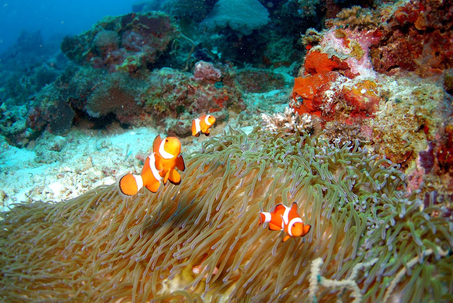 Scuba diving Mauritius island