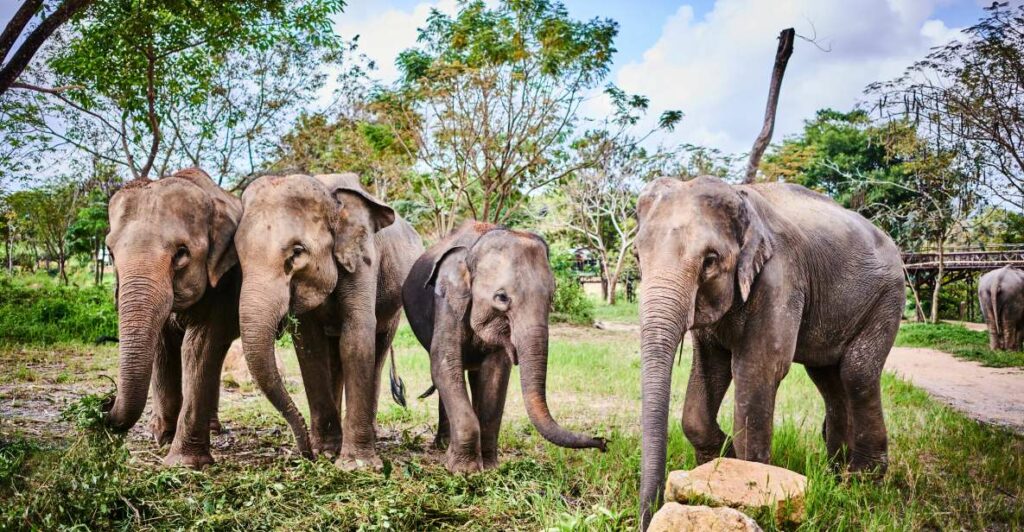 Elephant Kingdom Sanctuary in Koh Samui