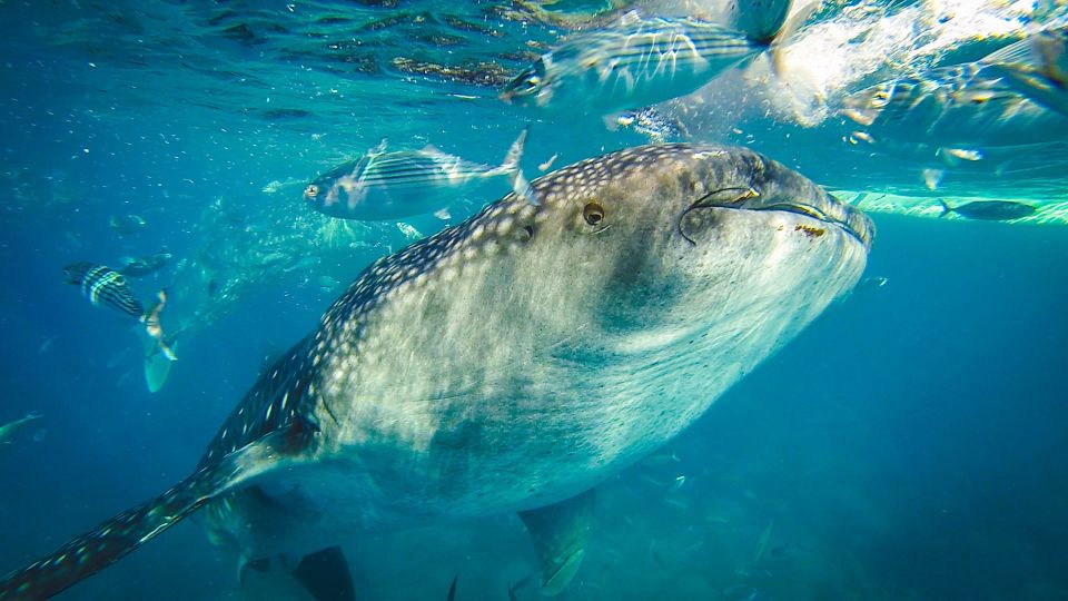 Whale Shark Diving in Sumilon, Phiippines