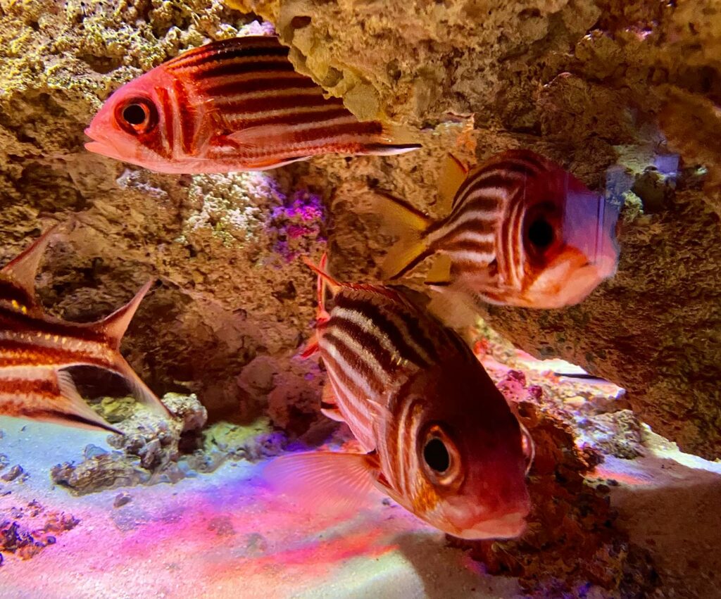 Antalya Aquarium Fish