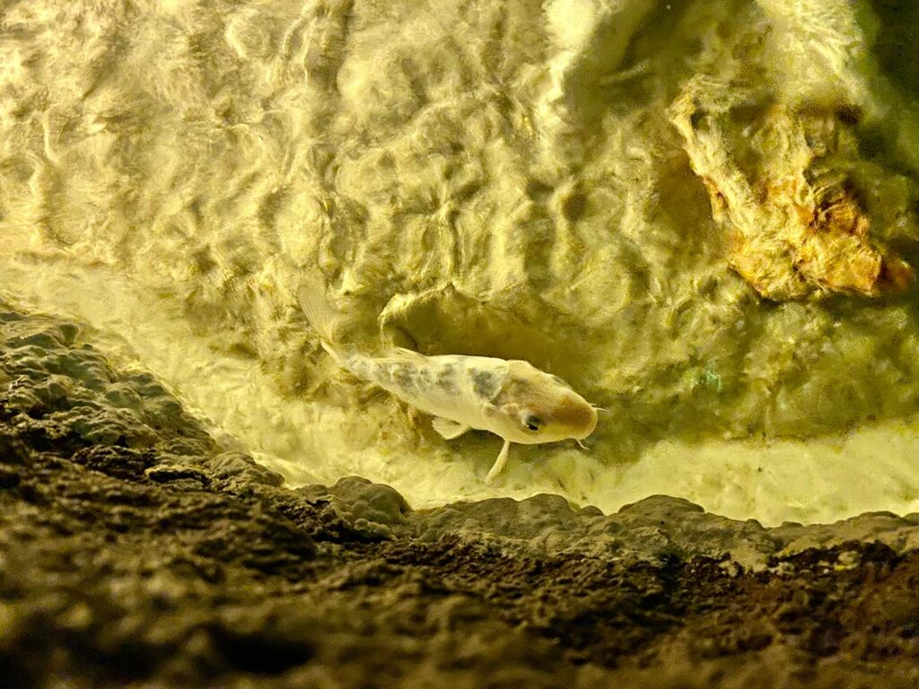 Antalya Aquarium, Koi Fish